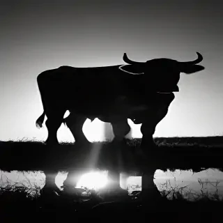 cow silhouette