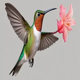 humming bird png