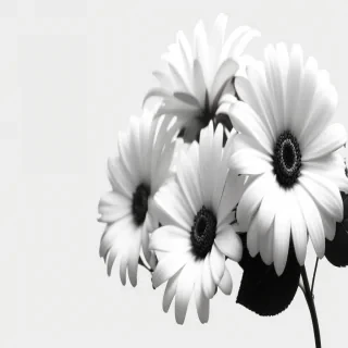 flower png black and white