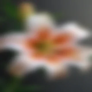 lily flower