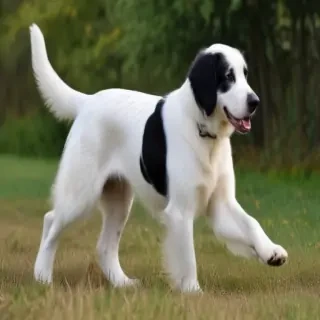 stabyhoun dog breed