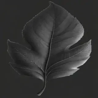 leaf clip art black and white