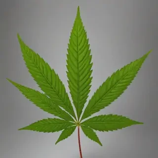 pot leaf png