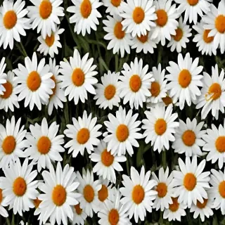 daisy background wallpaper