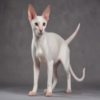 oriental shorthair cat breed