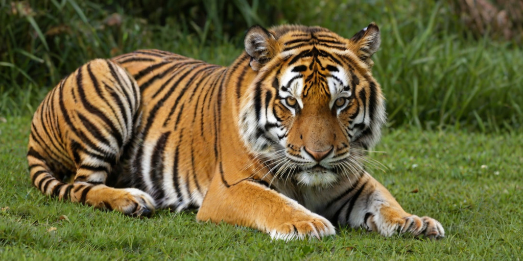 tiger png