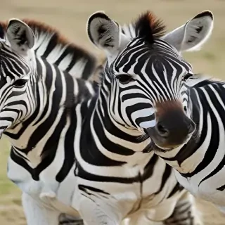 zebra png