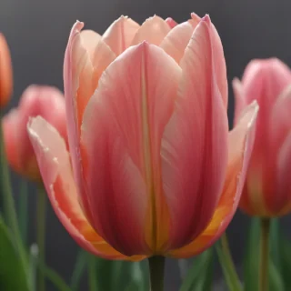 tulip flower