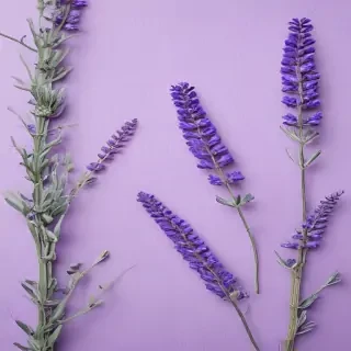 lavender background