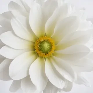 background white flower