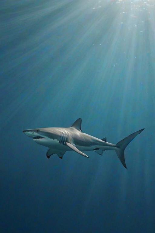 shark background