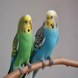 budgies