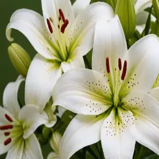 lily background