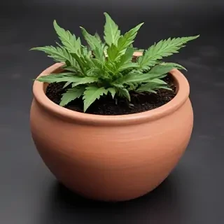 pot images