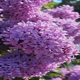 lilac iphone wallpaper