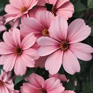 flower background aesthetic