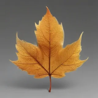 leaf transparent background