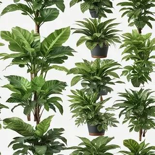 house plant png