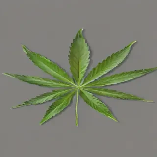 marijuana leaf transparent background