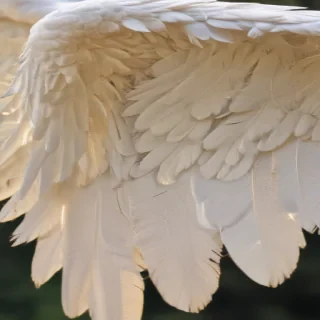 angel wing pictures