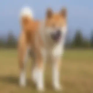 akita pit dog breed