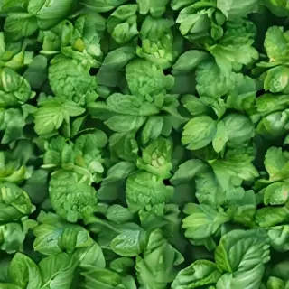 mint background
