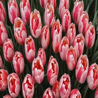 tulips wallpaper aesthetic