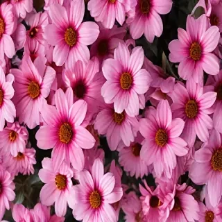 flower wallpaper phone
