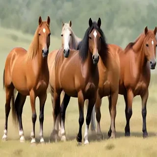 horses clip art
