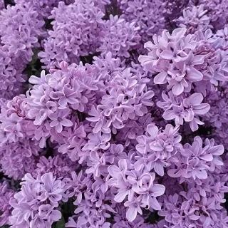 lilac aesthetic