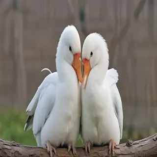 preening