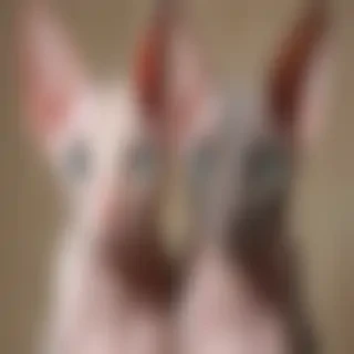 sphynx breed