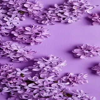 lilac background