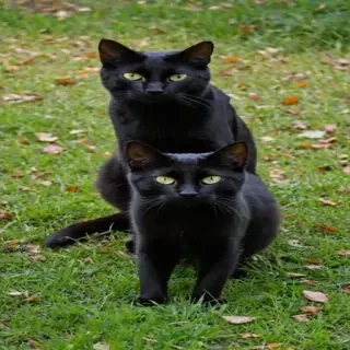 black cats
