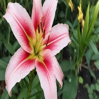 lily flower