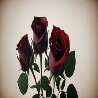 background images rose