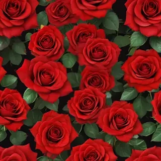 red rose background