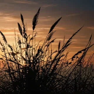 grass silhouette