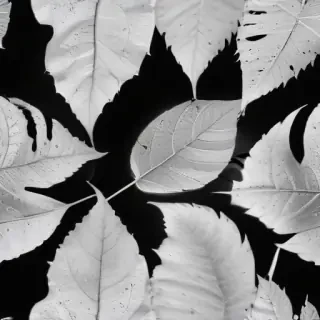 leaf white and black