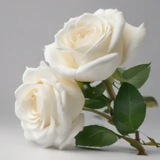 white roses png