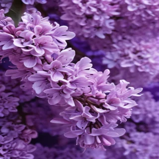 lilac background