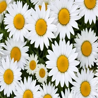 daisy wallpaper for desktop