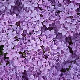 lilac wallpaper iphone