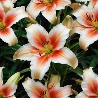 lily flower