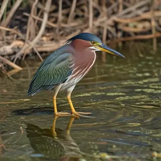 green heron