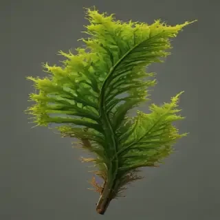 seaweed png