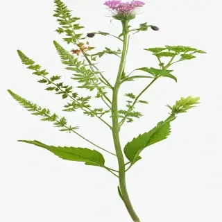 weeds png