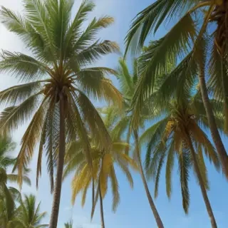 palm trees transparent