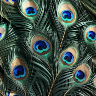 peacock feather png