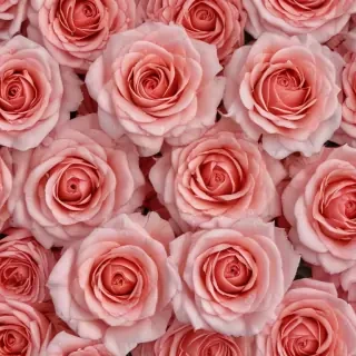 full screen rose wallpaper hd
